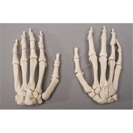 SKELETONS AND MORE Skeletons and More SM376D Skeleton Hands  Left and Right SM376D